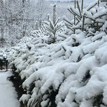 Wellness Oxy شاليه